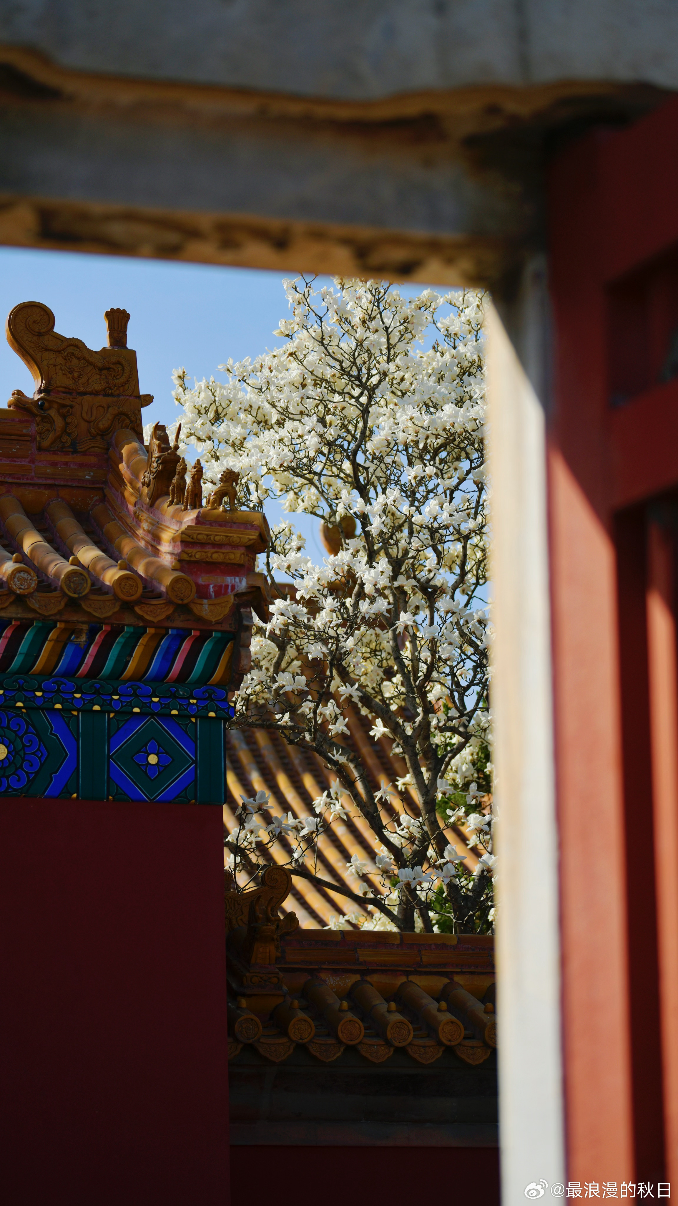 一树繁花——地坛公园 摄影