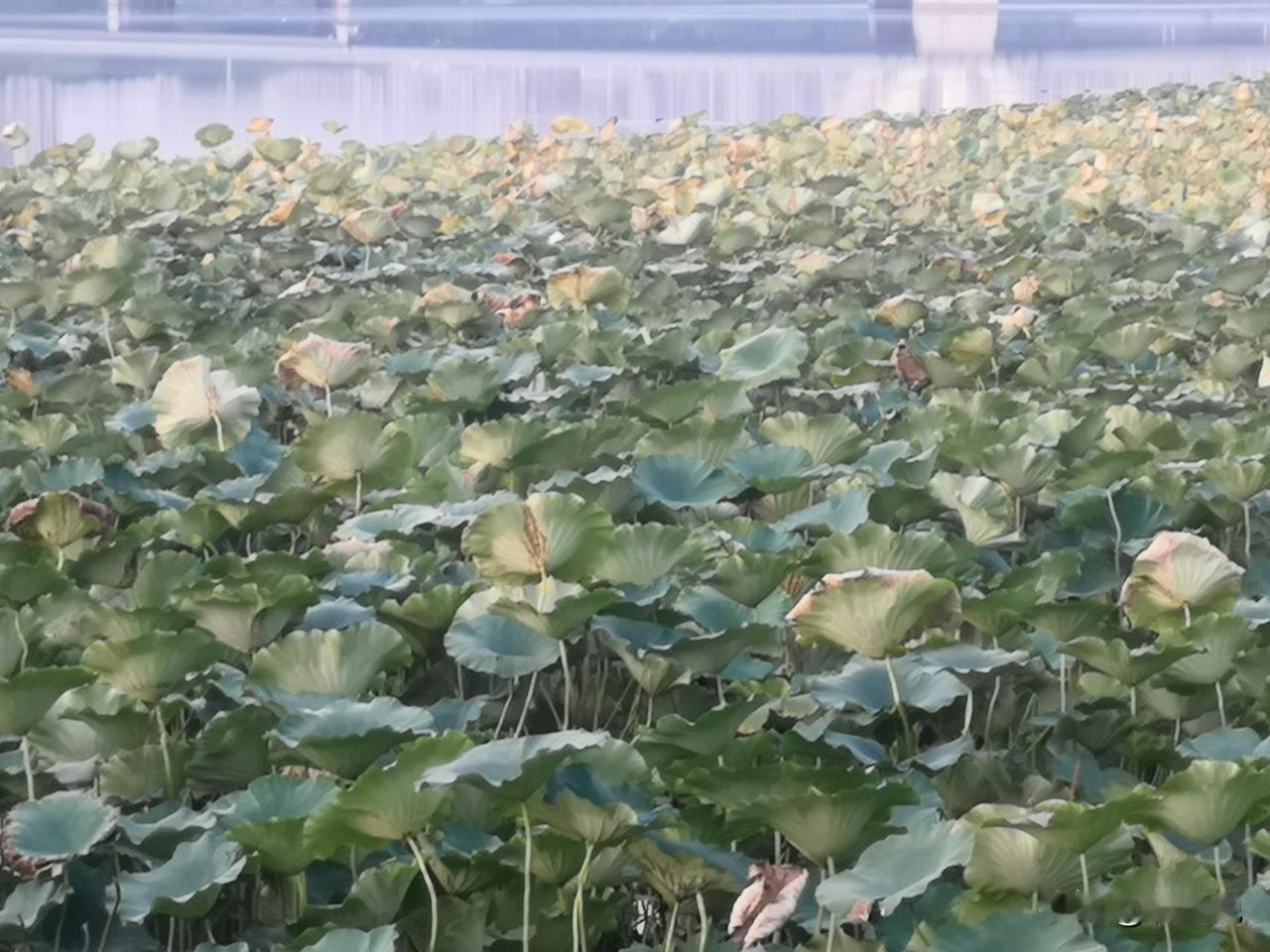 人到中年才慢慢醒悟，很多道理，听别人讲一百遍都没用，非得自己摔过跟头，才能真正看