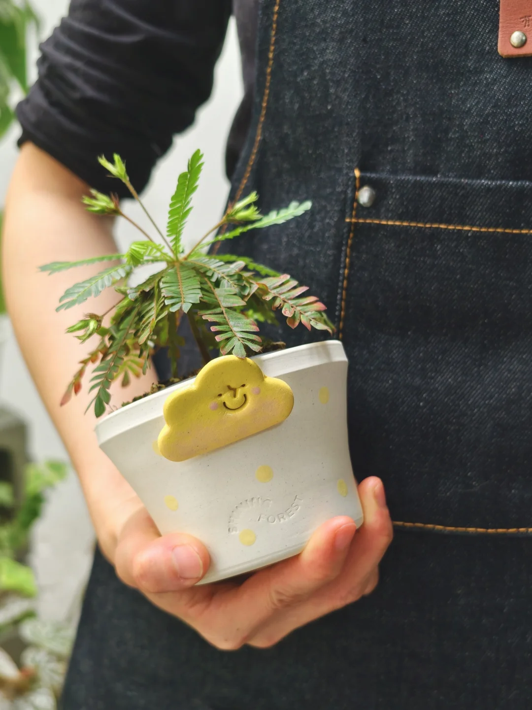 植物遇见设计｜像烟花绚烂的小树🌲