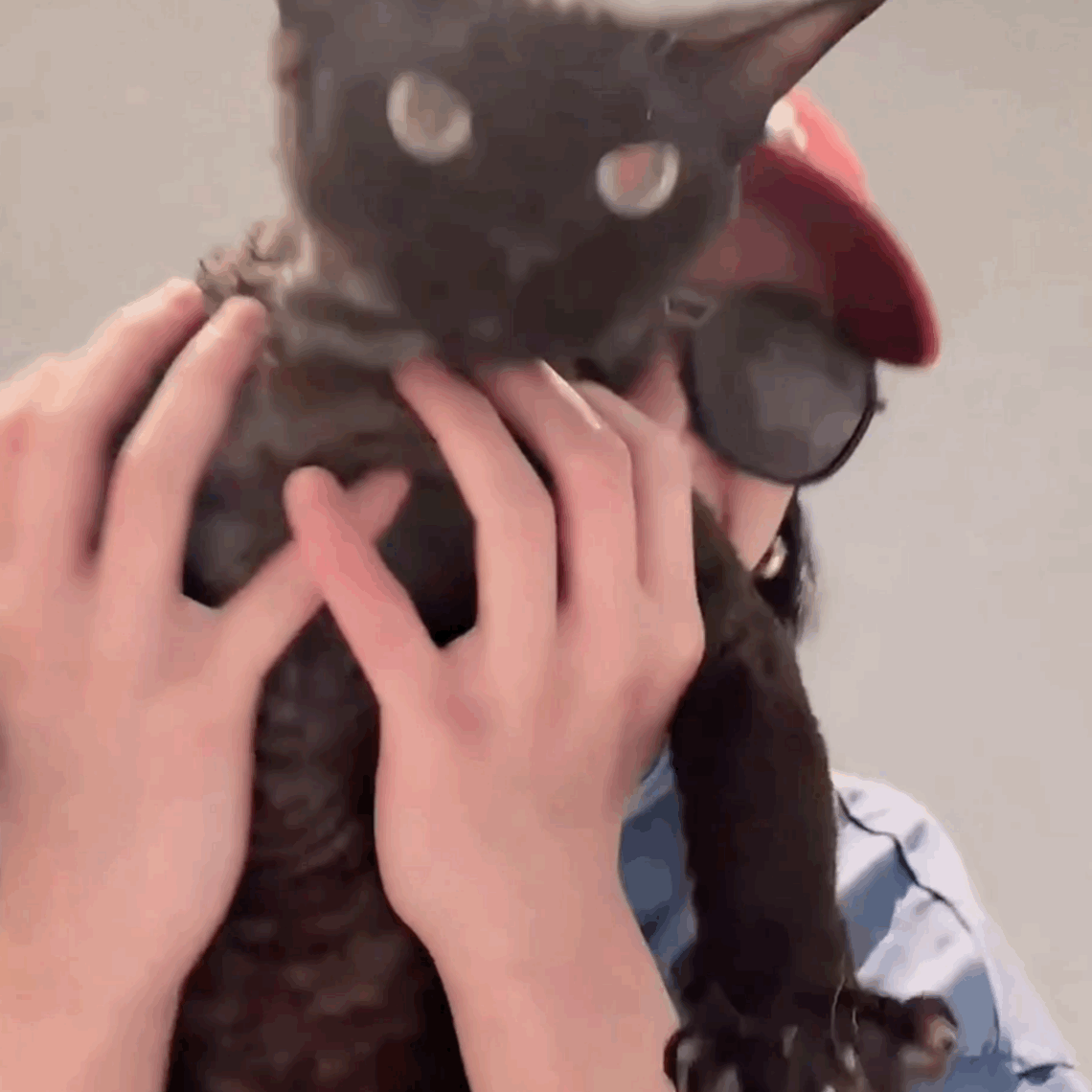 家里两只猛兽 ​​​