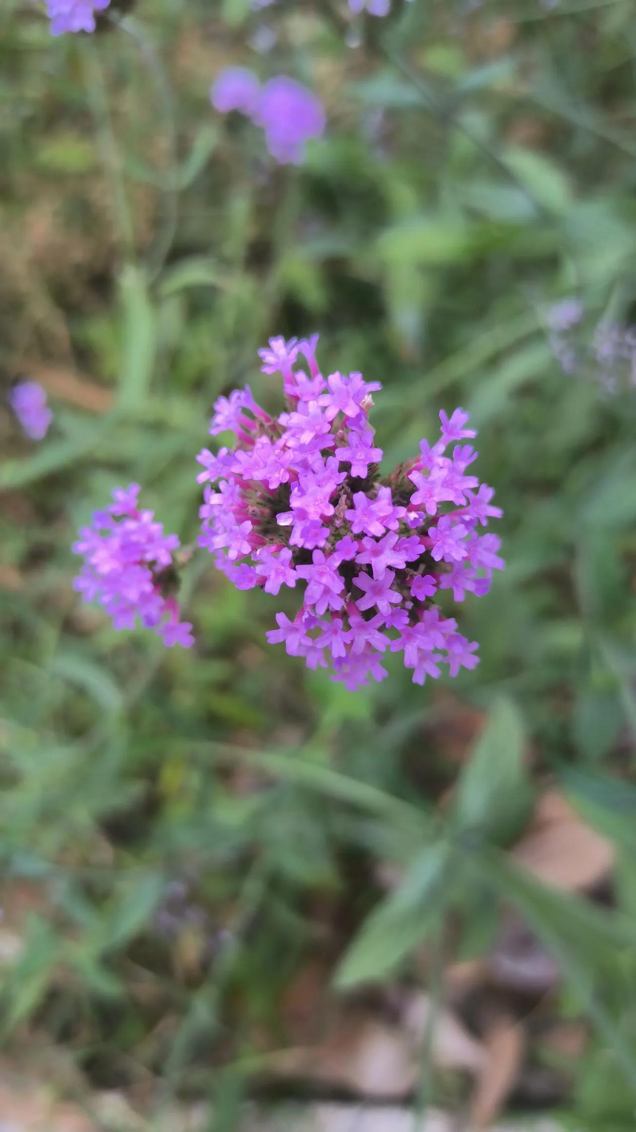 #随手拍下的花花草草草#