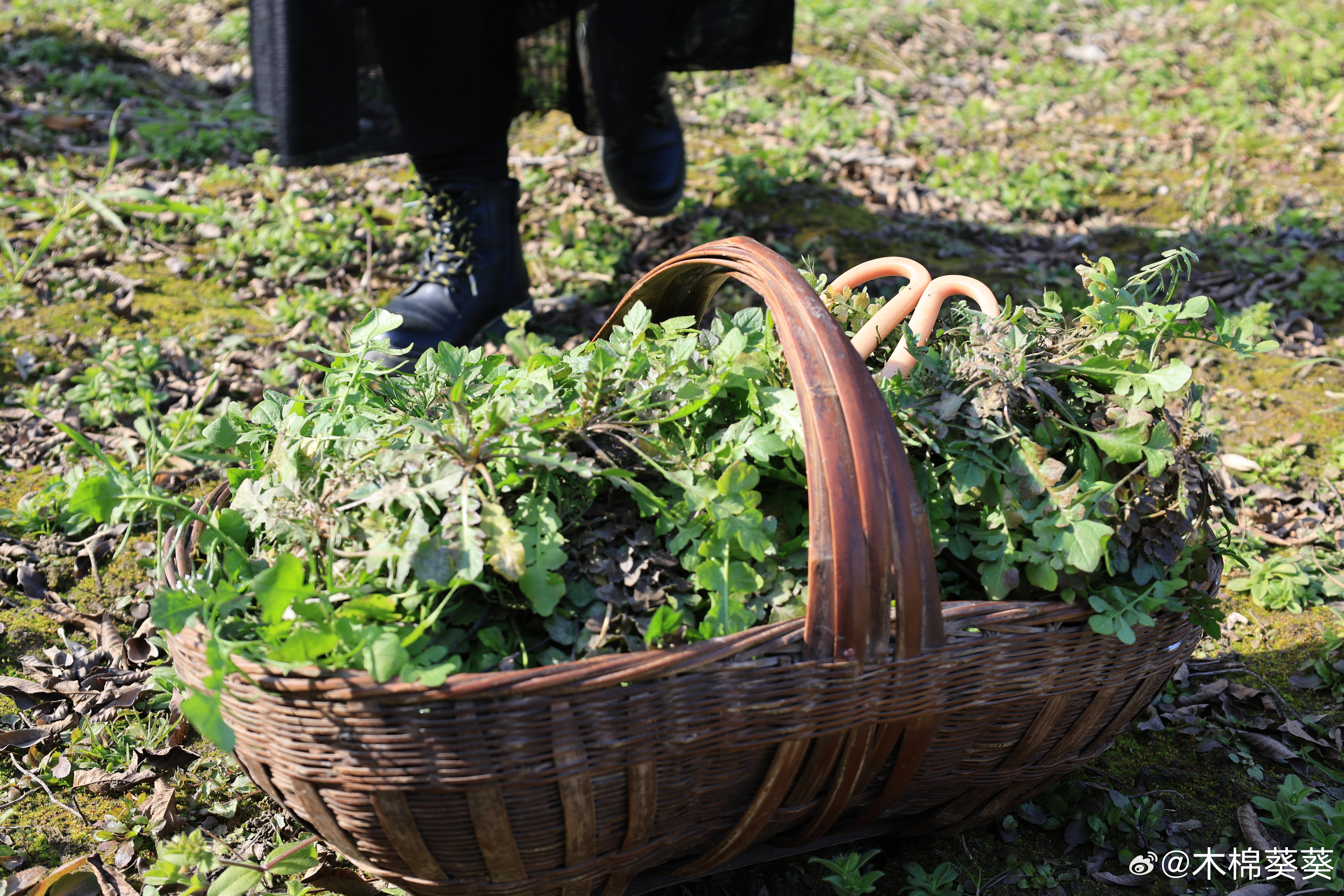 好久没包饺子，手生了，没掌握好咸淡。不过因为荠菜是自己下地挖的，摘洗拌馅又忙活半
