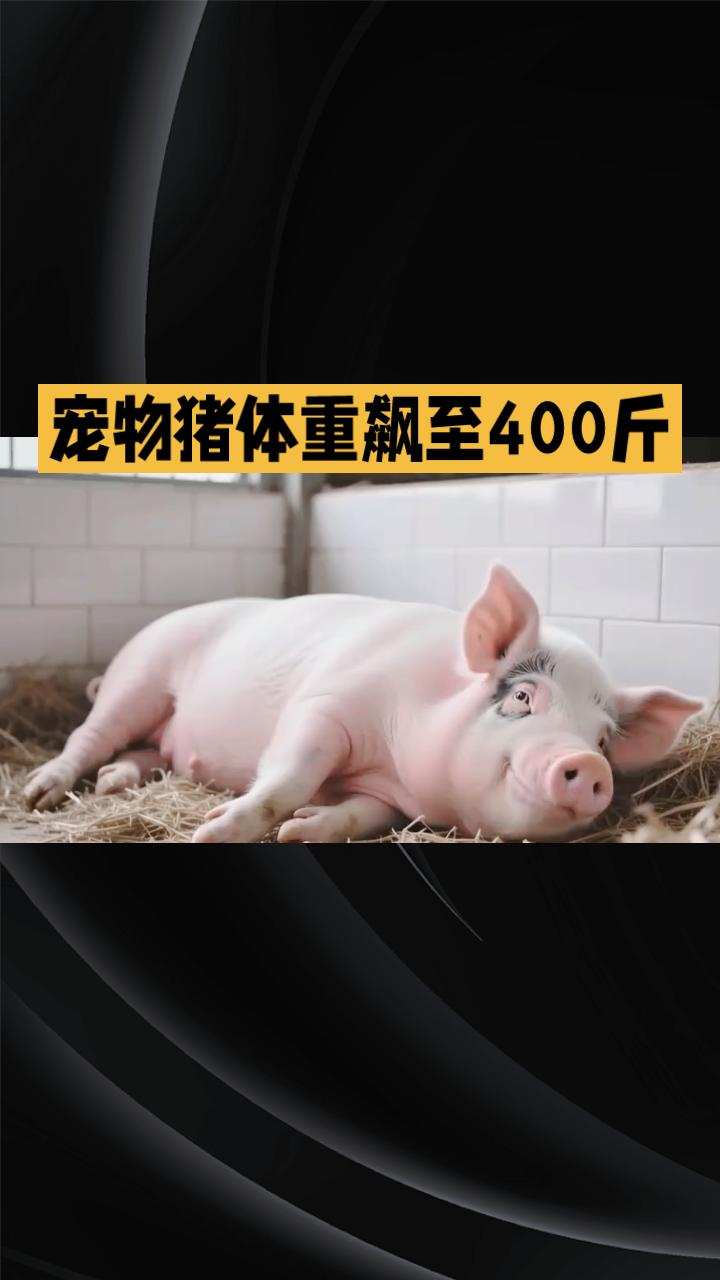 当宠物猪体重飙至400斤，是家庭温情还是潜在危机？
近年来，将猪作为宠物饲养的现