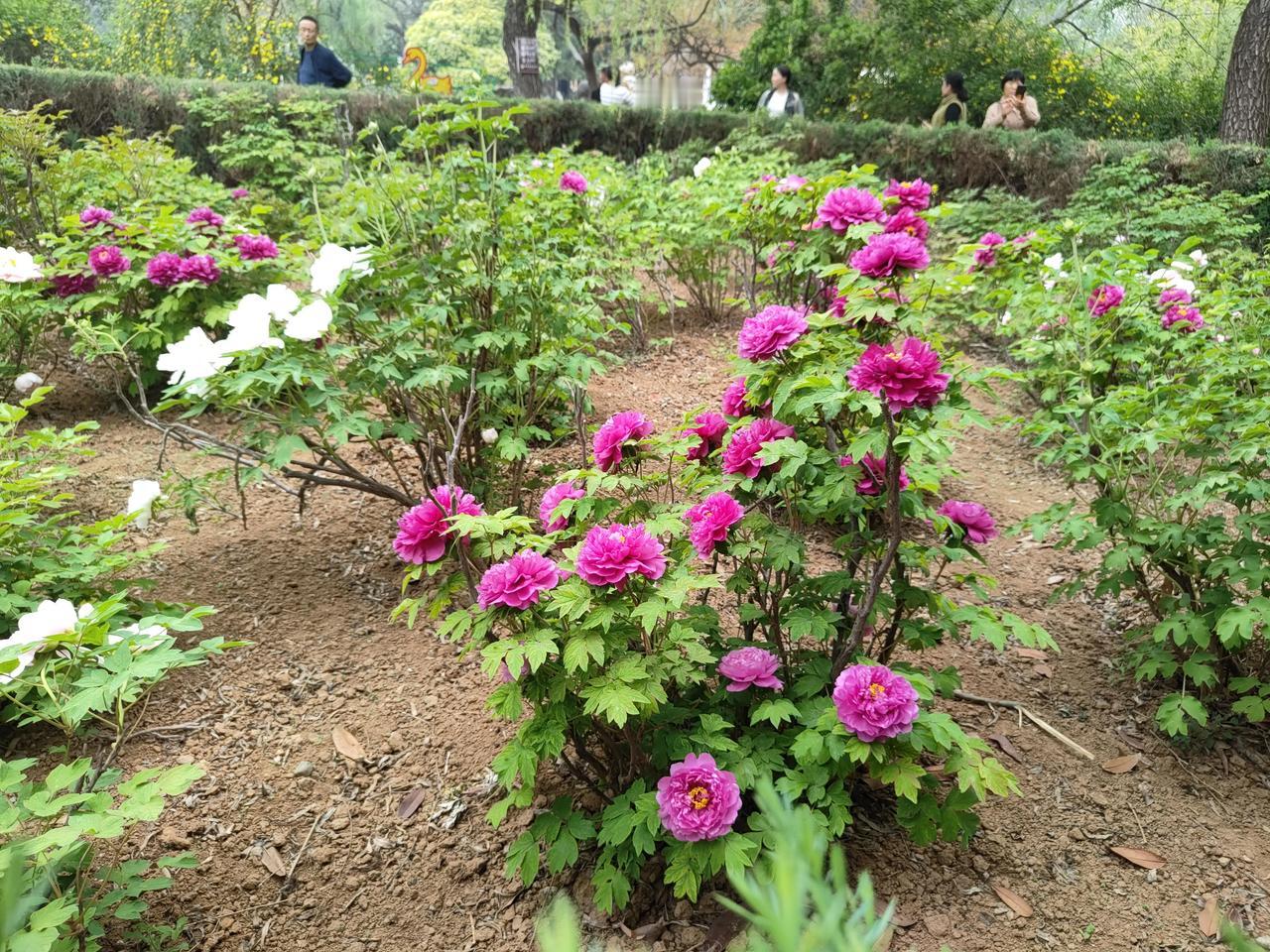 上联:冬雪滋红梅，求下联？雒水育牡丹。