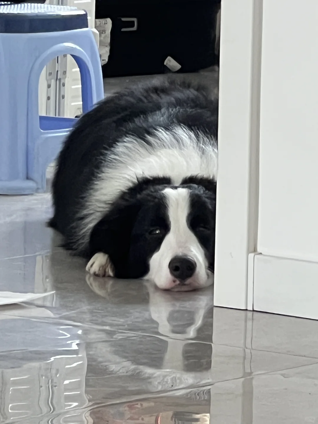 今天是忧伤小狗了🐶