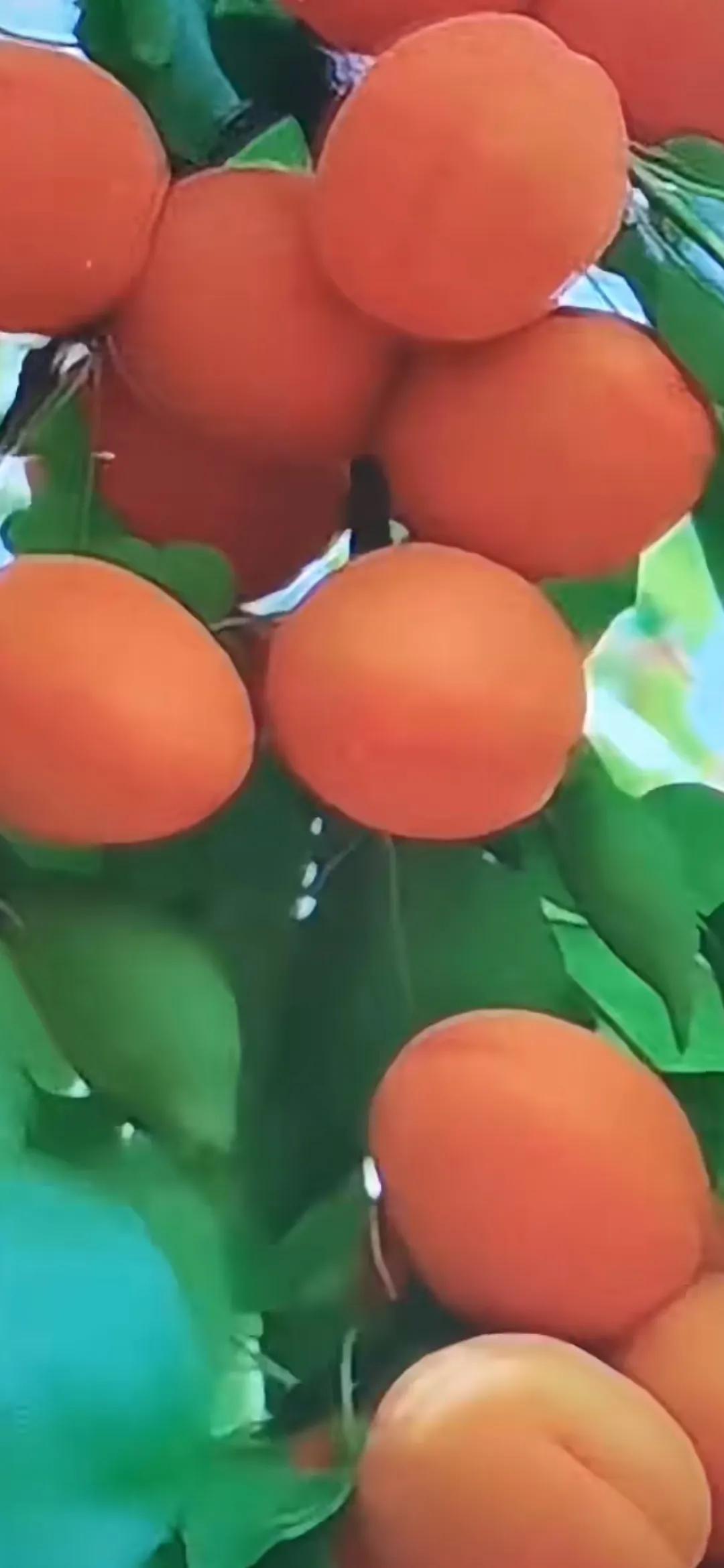 杏树飘香，丰收的季节。