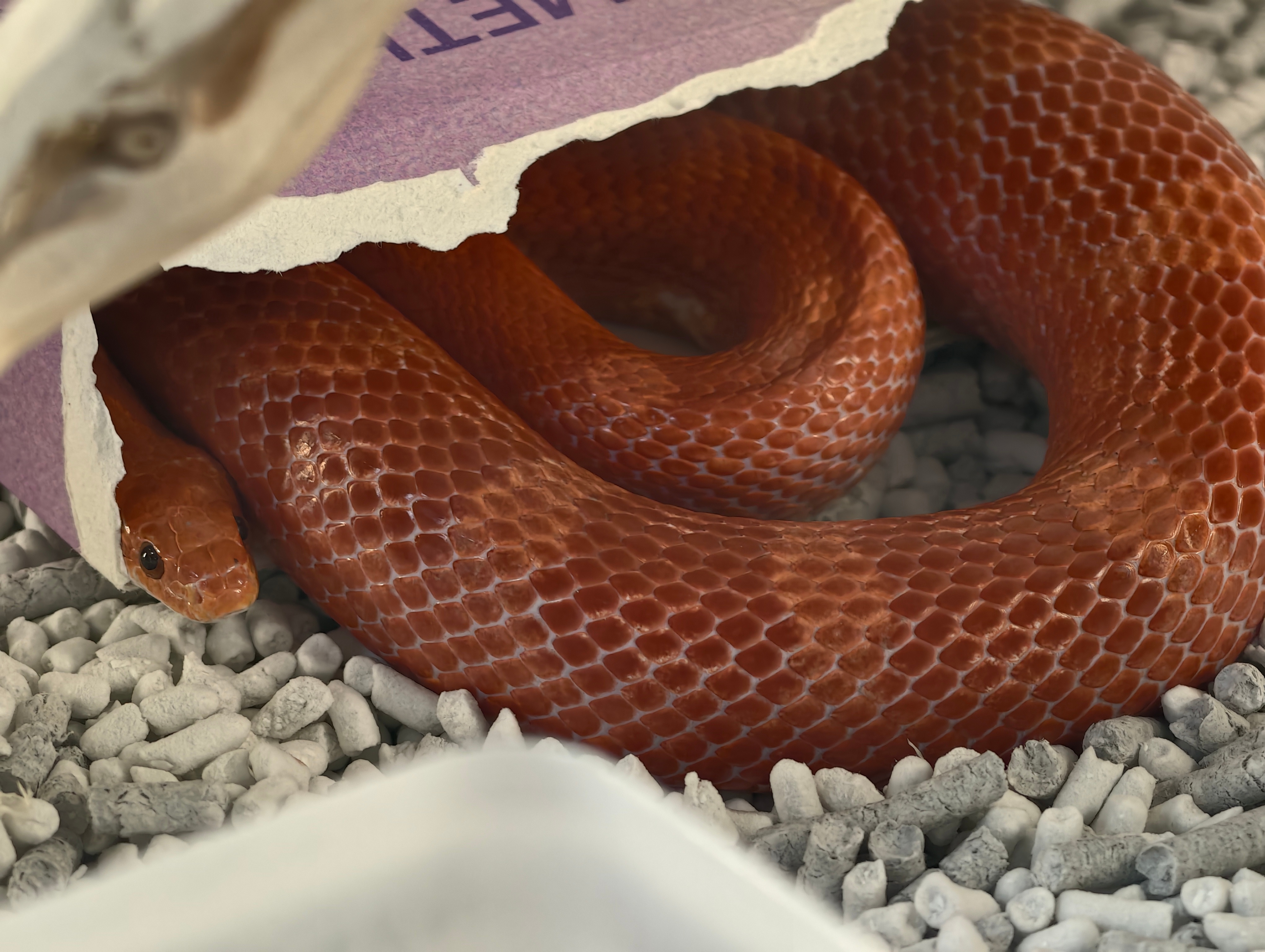 有时候真的感叹动物的生命力好不可思议……我家小辣椒在拒食73天后终于愿意吃饭了我