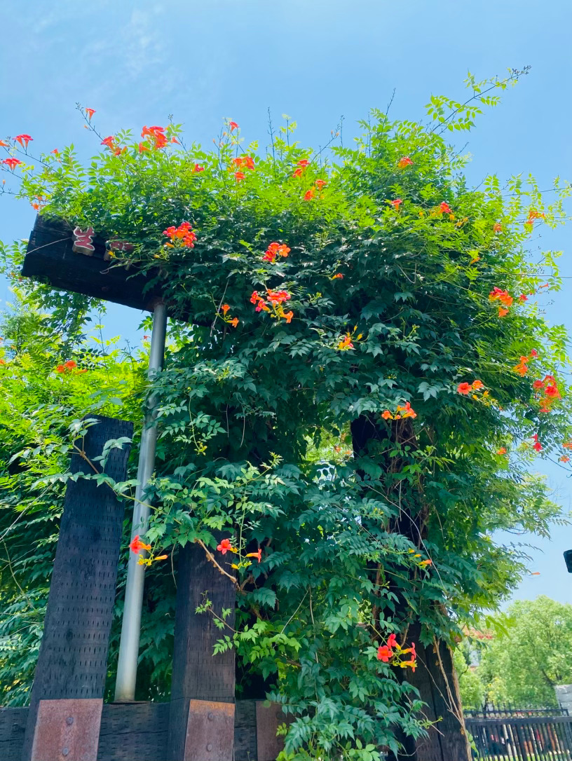 生活手记记录真实生活摄影摄影摄影 凌霄赋盛夏的风掠过木架，携着一缕灼热的光，撞进