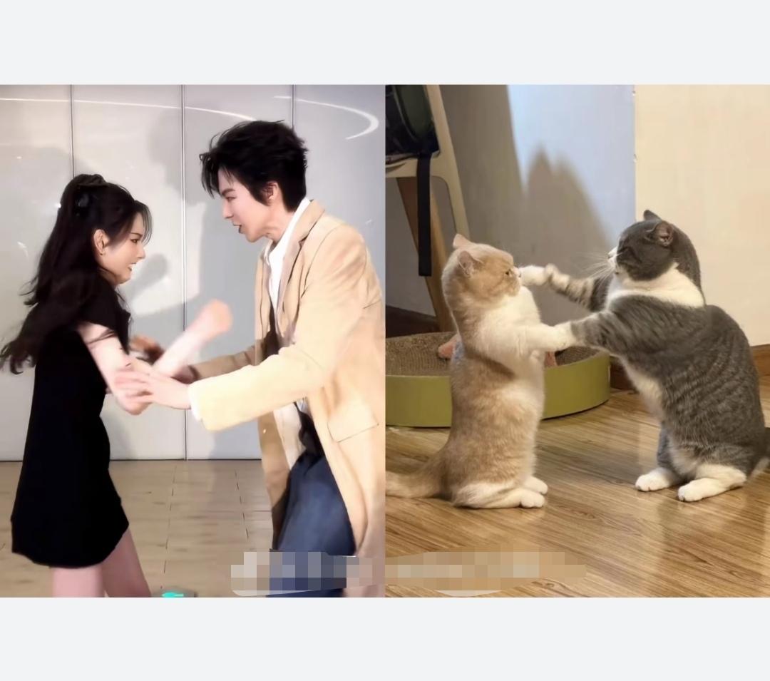 李一桐和刘宇宁戏外互怼太好笑，网友神配猫图太形象，刘宇宁和李一桐合作的古装剧《书