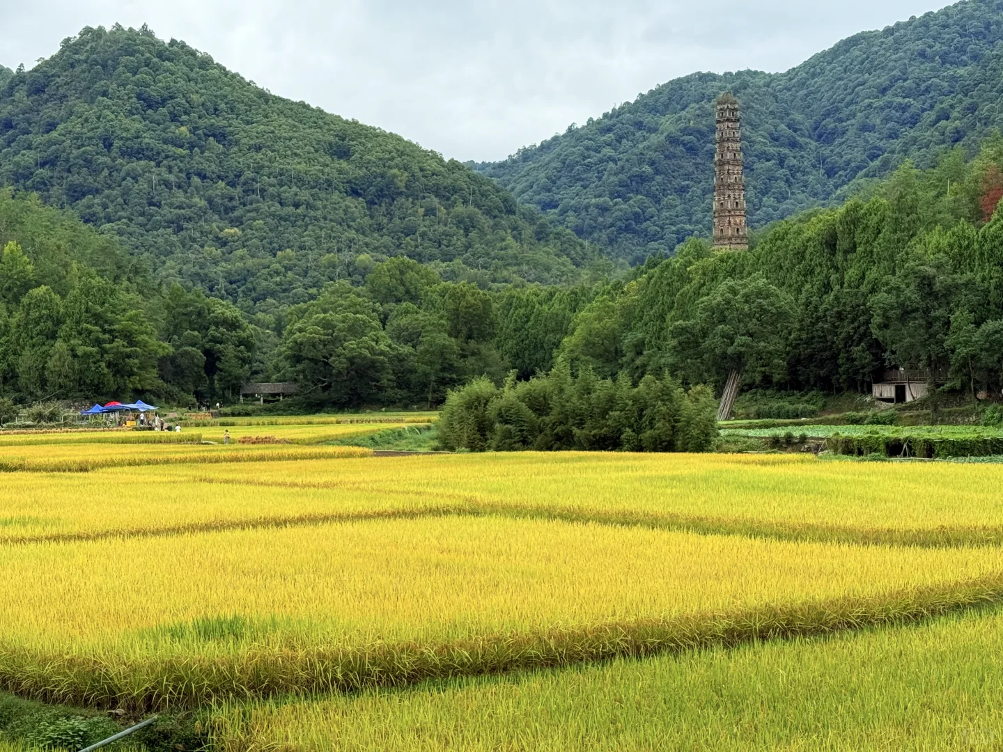 来自10/7的天台国清寺 还未收割的稻子🌾