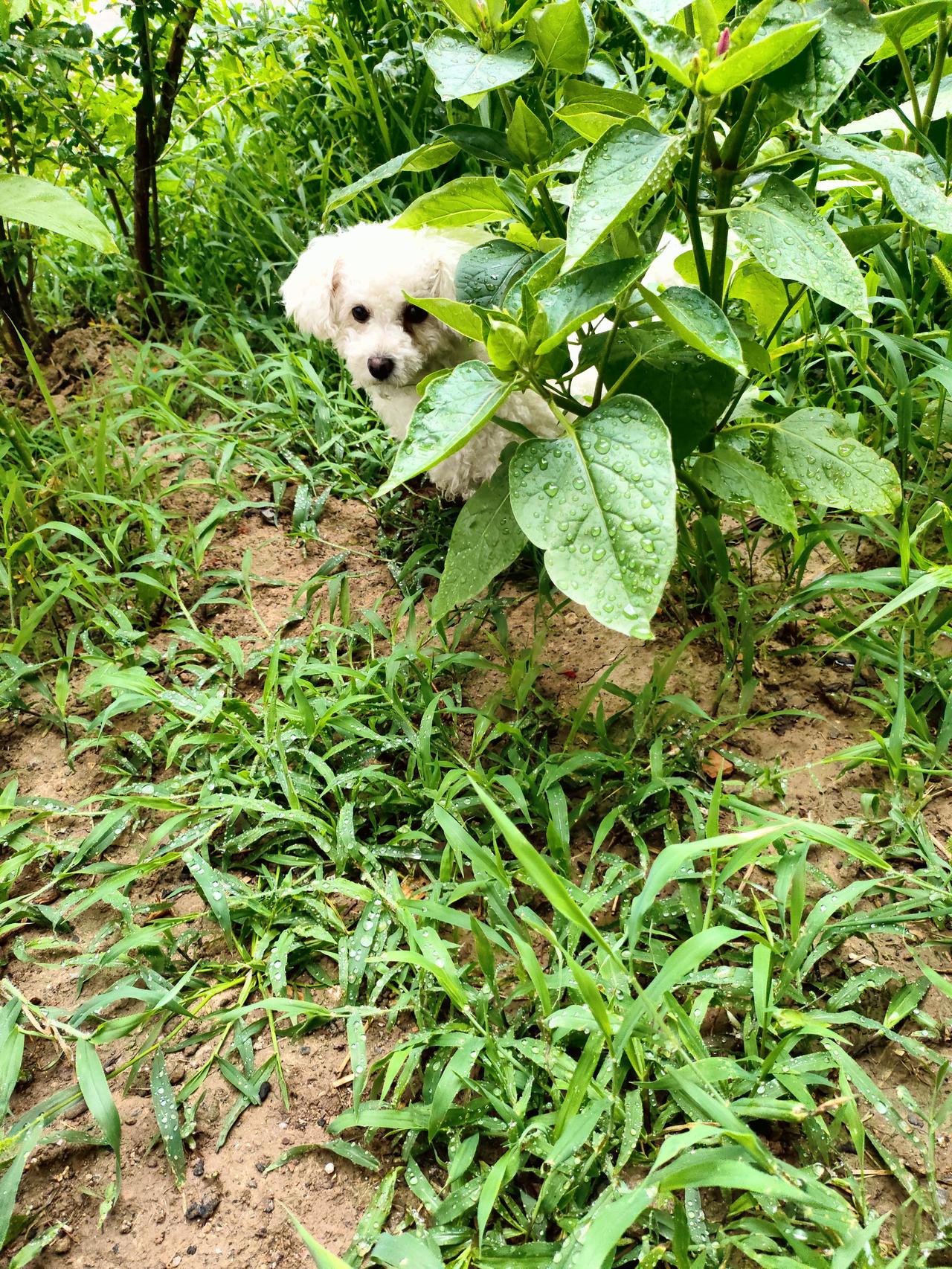 雨后清润，岁月温柔，小狗躲在绿意里，便是一整个治愈夏天