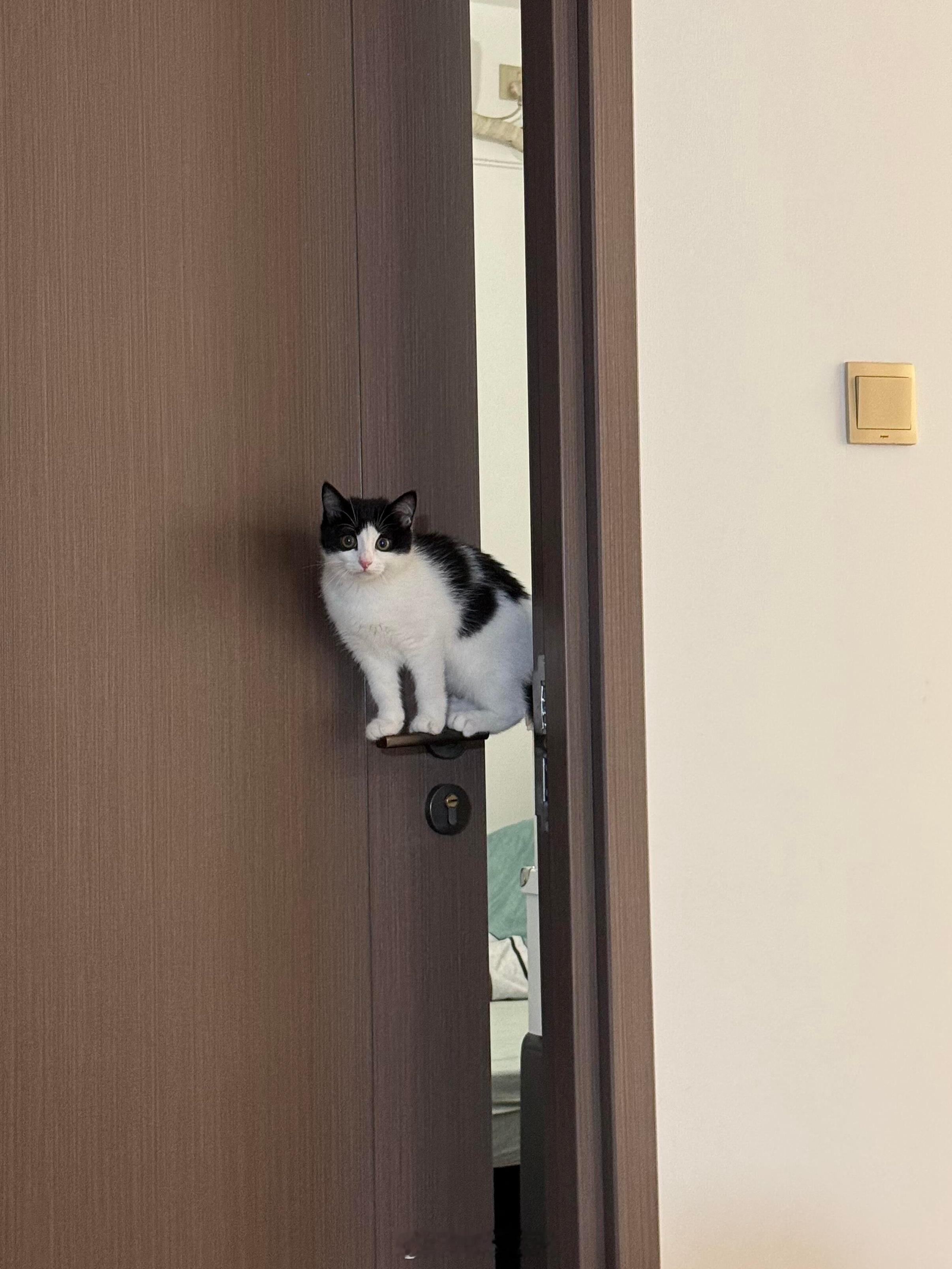 这个家没有猫咪站不住的角 ​​​