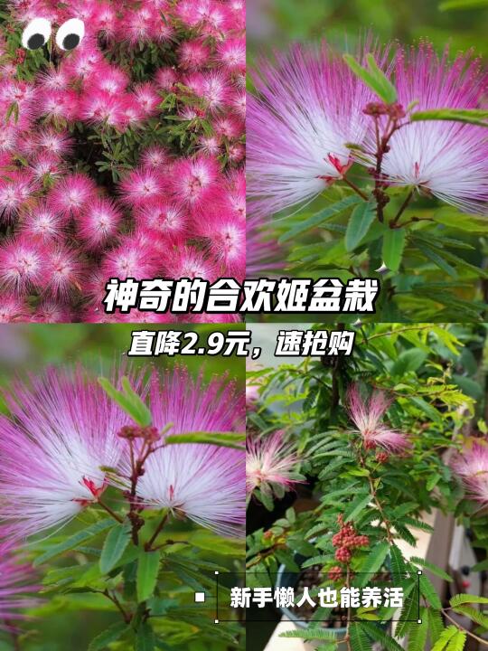 🌸合欢姬盆栽🌸新手懒人必备