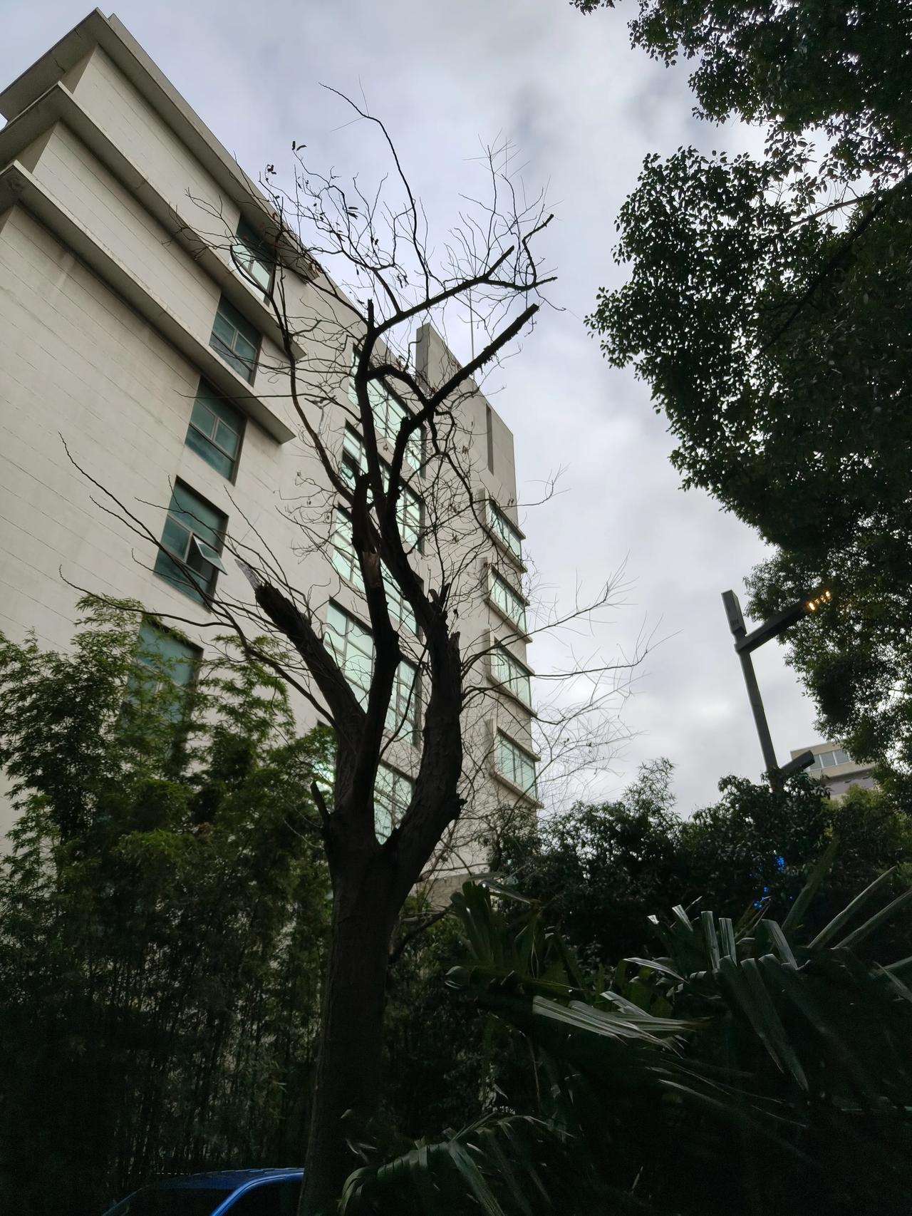 上海最近的天气都不太好，雨天⛱️多~灰蒙蒙的天空