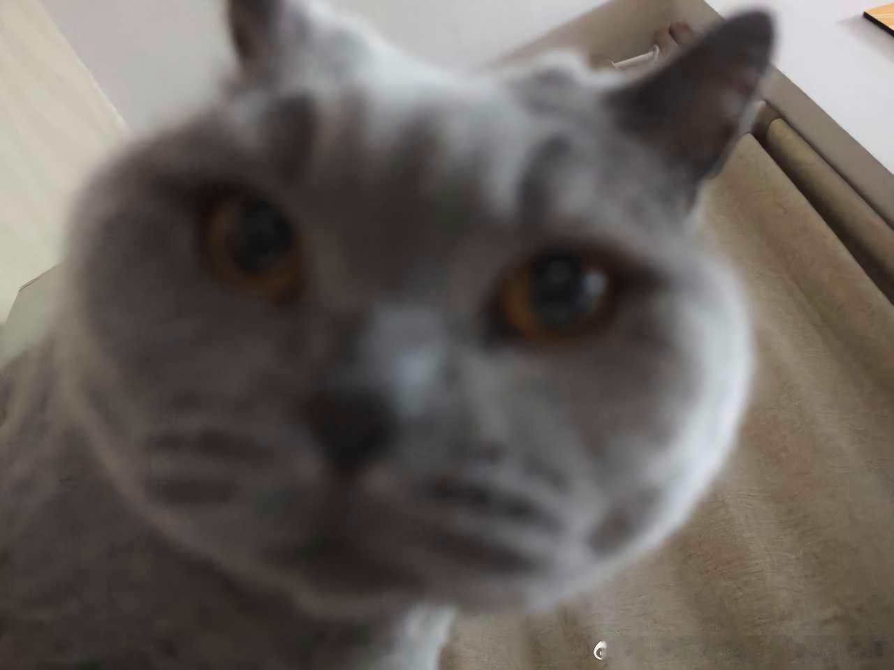 50552【丑猫】人，look at 咪 