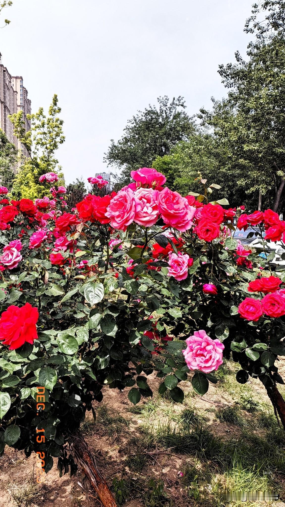春暖花开的季节，
百花齐放春意盎然。

虽然已经到了冬季，
手机里的花开的正艳。
