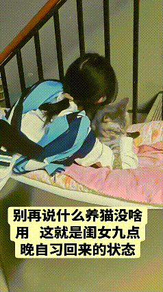 看到这个画面，心里暖暖的。孩子结束晚自习回到家，一看到猫，白天积攒的疲惫仿佛都被