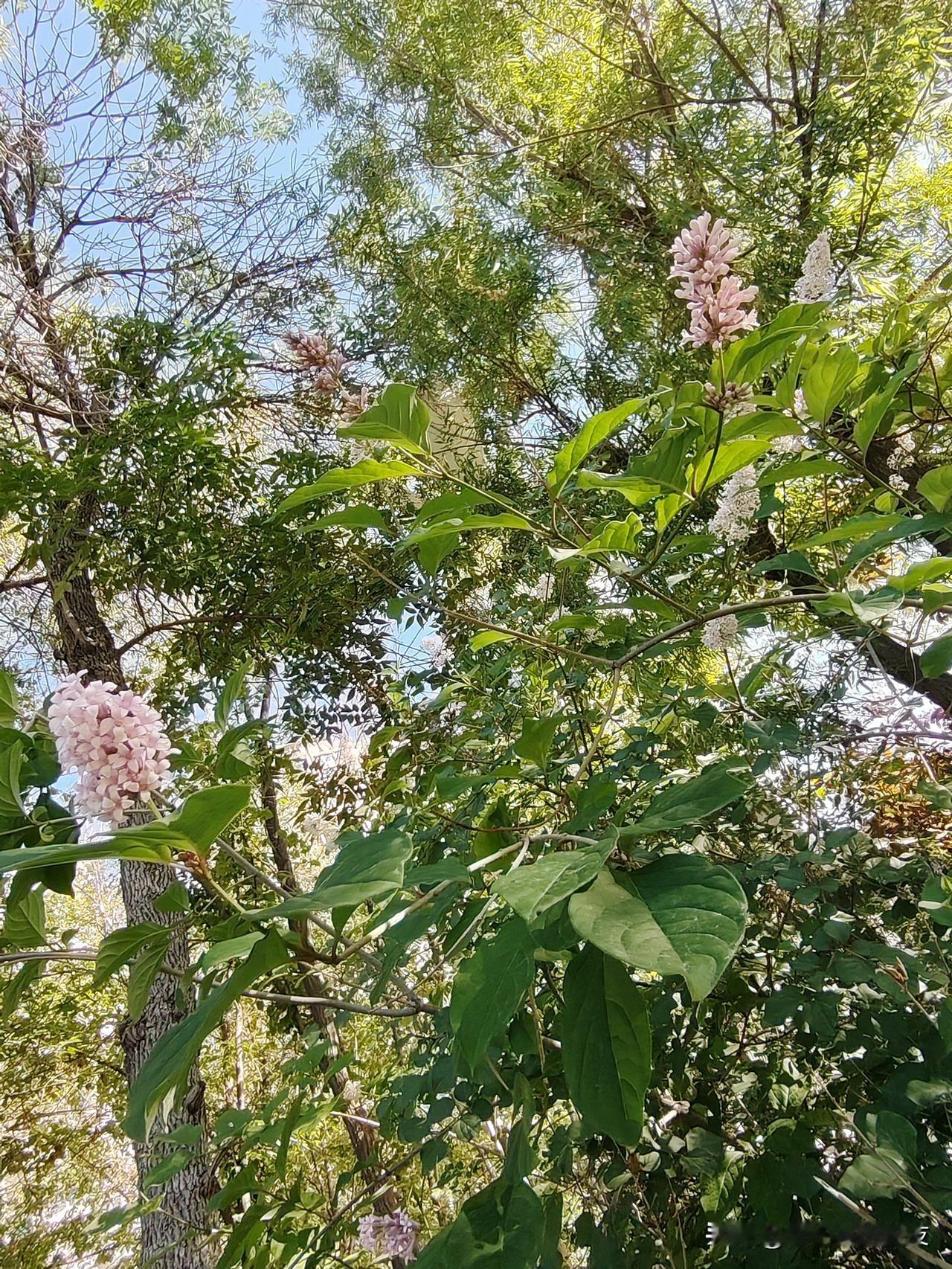 看看你相册里最近拍的花