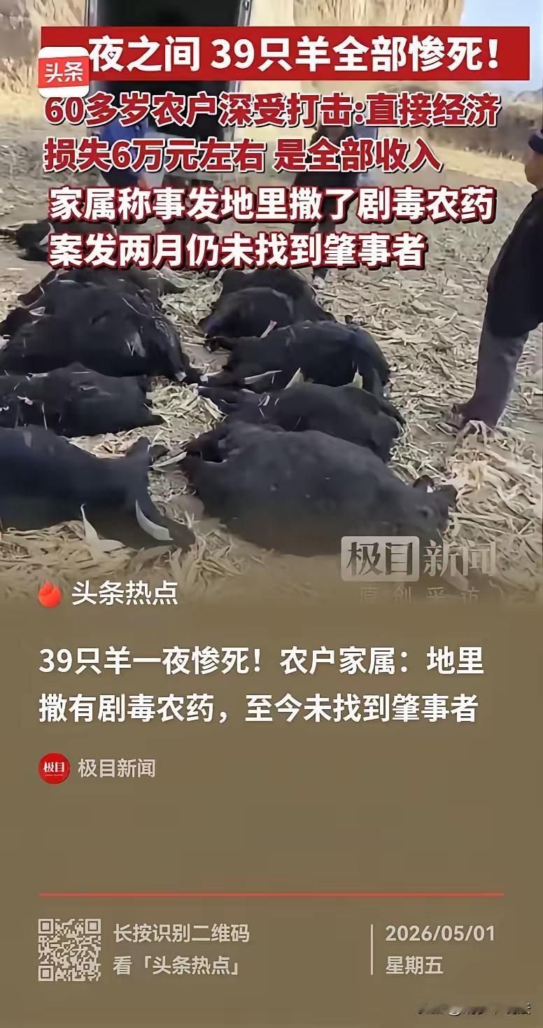 山西霍州，一对老夫妻，养了39只羊，全部被毒 死了，原因是吃了地里拌有农药的玉米