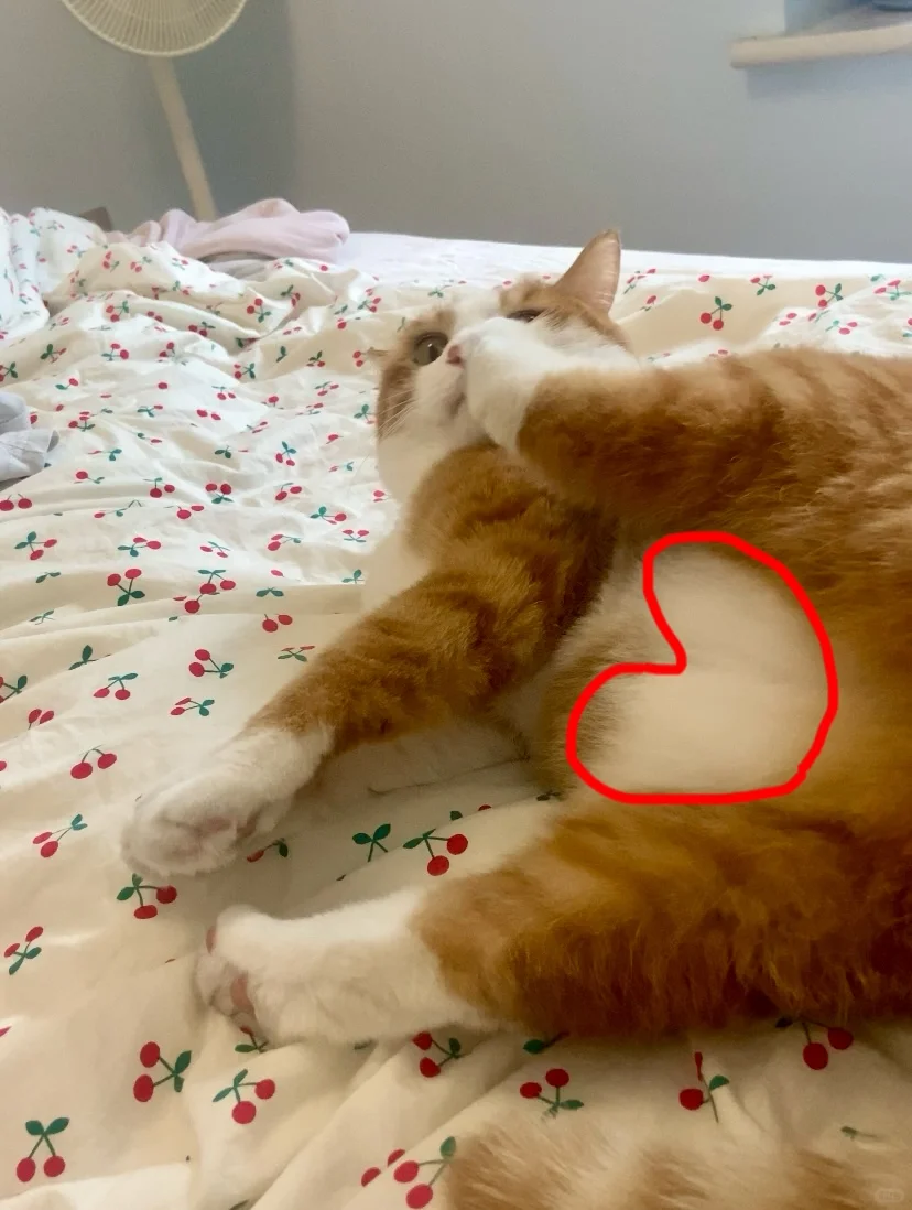 爱心肚皮❤️