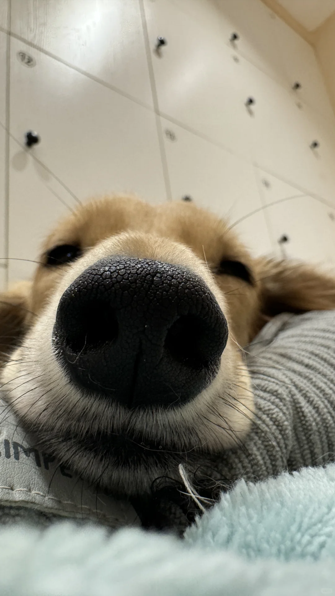 谁能不爱呀！奶fufu小🐶🐶