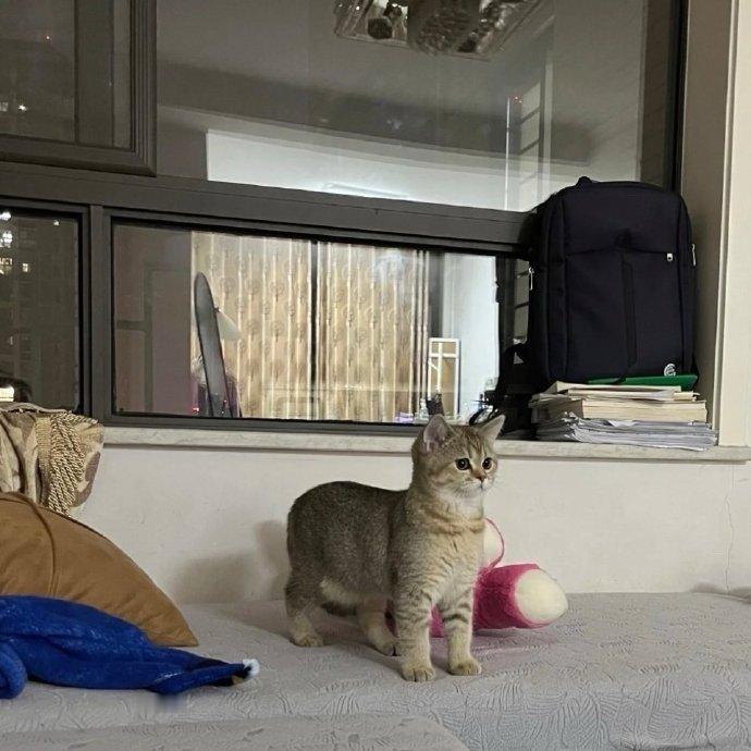 一只cos羊驼的小猫 