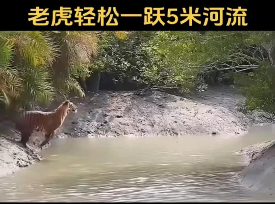 老虎都不需要助跑，轻松一跃就过了5米宽的河，这要是遇到老虎必死无疑啊
遇到这玩意