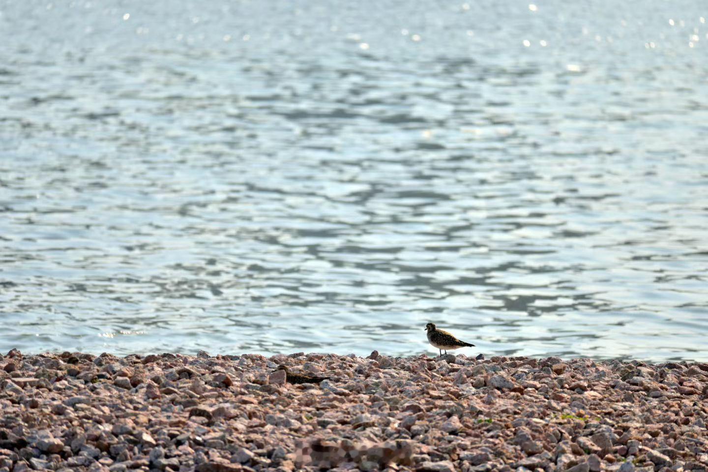 如果你觉得这些照片拍的一般，那我告诉你这是一个12岁的小孩拍的，你觉得如何？对的