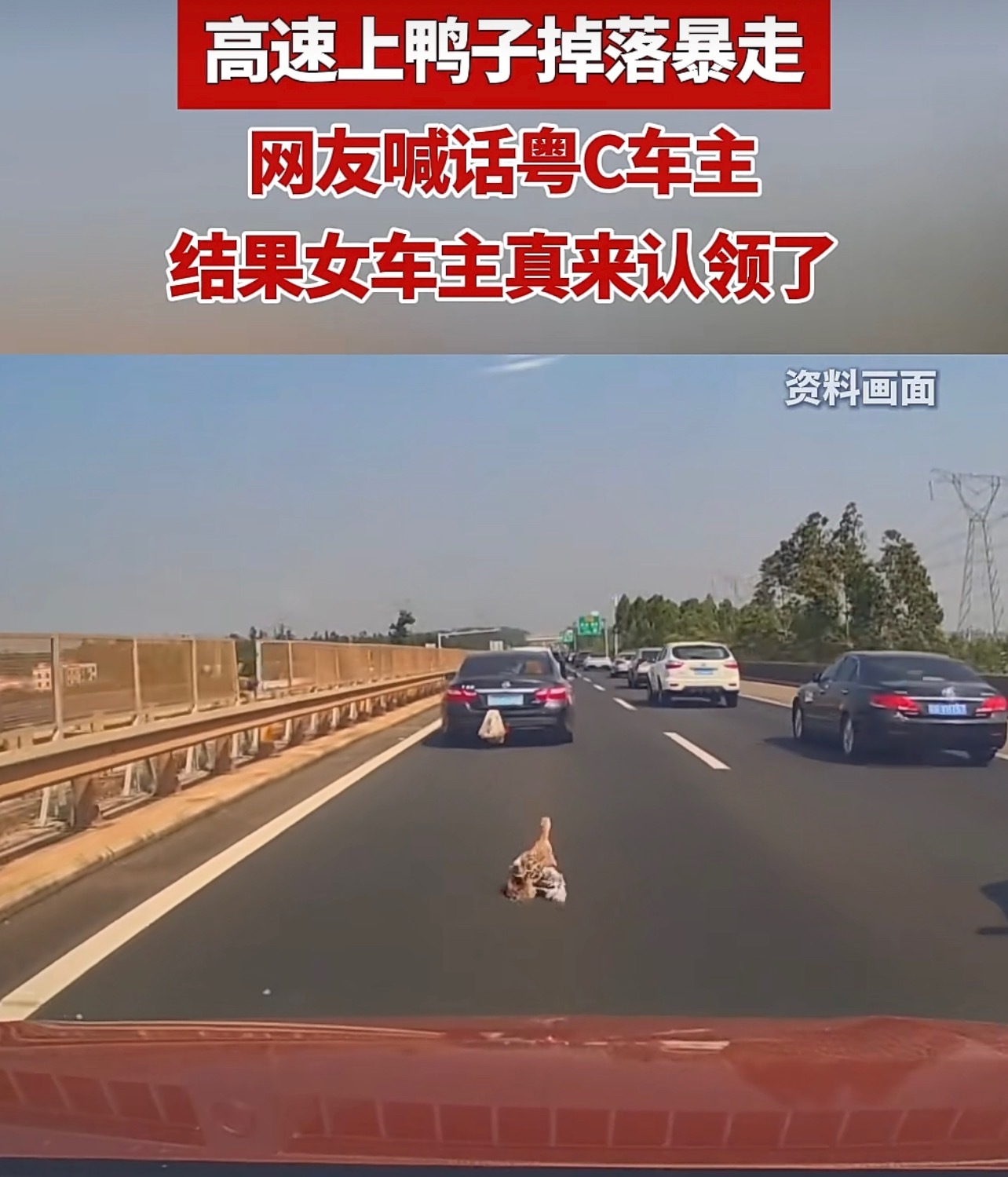 鸭子福祸参半。在高速上下车，祸福由天；到目的地下车，必成老鸭汤！可是半路飞走了，