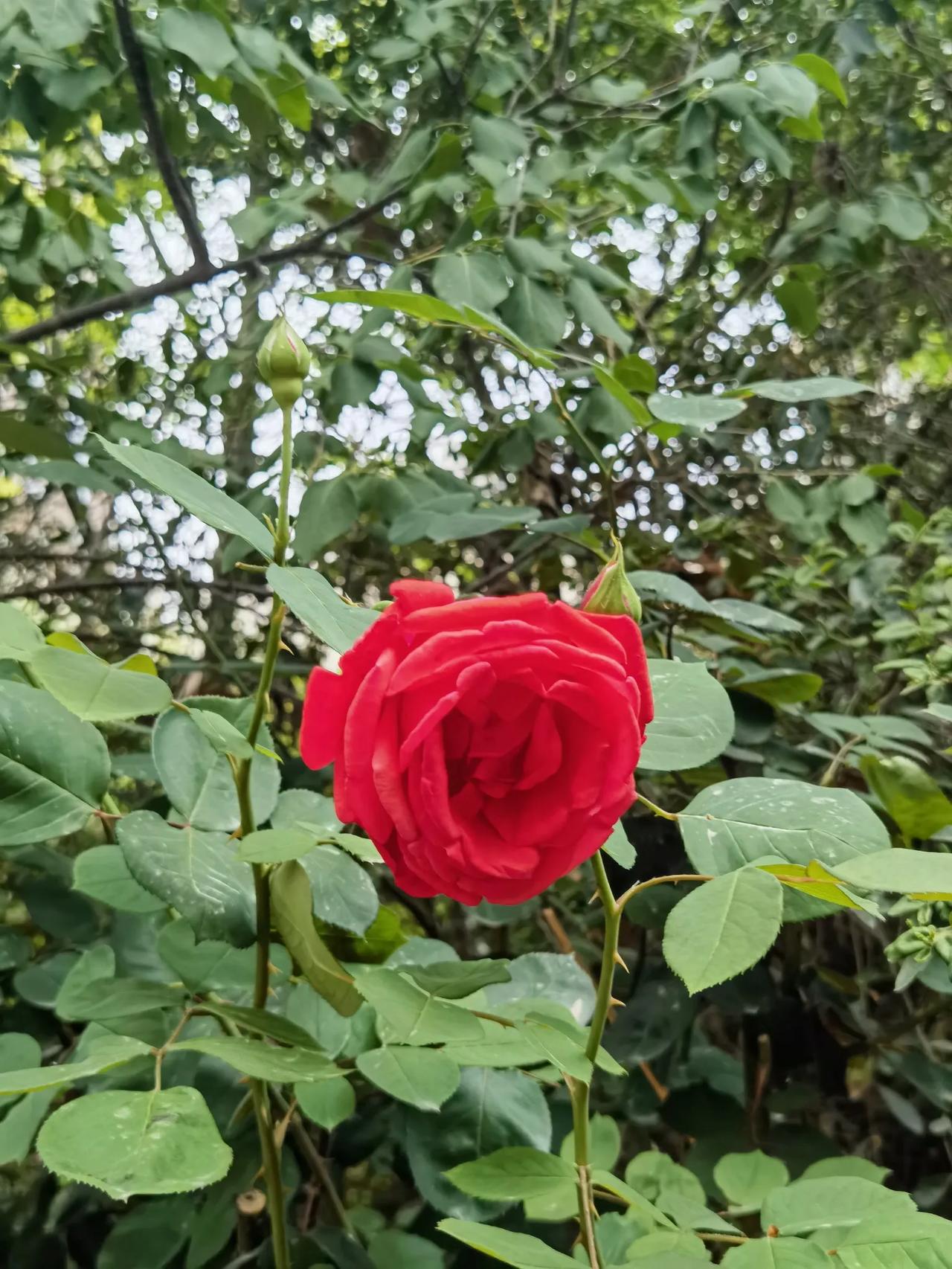 春日生活打卡季春天来了，花开了，美