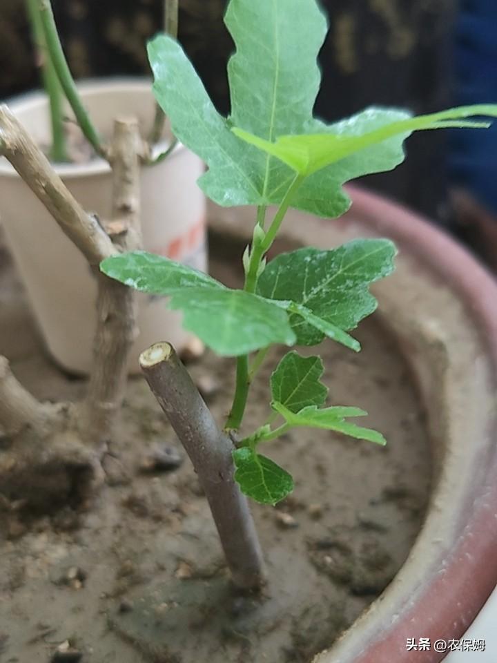 真没想到，无花果扦插这么容易成活，这比月季扦插成功容易多了。无花果幼苗