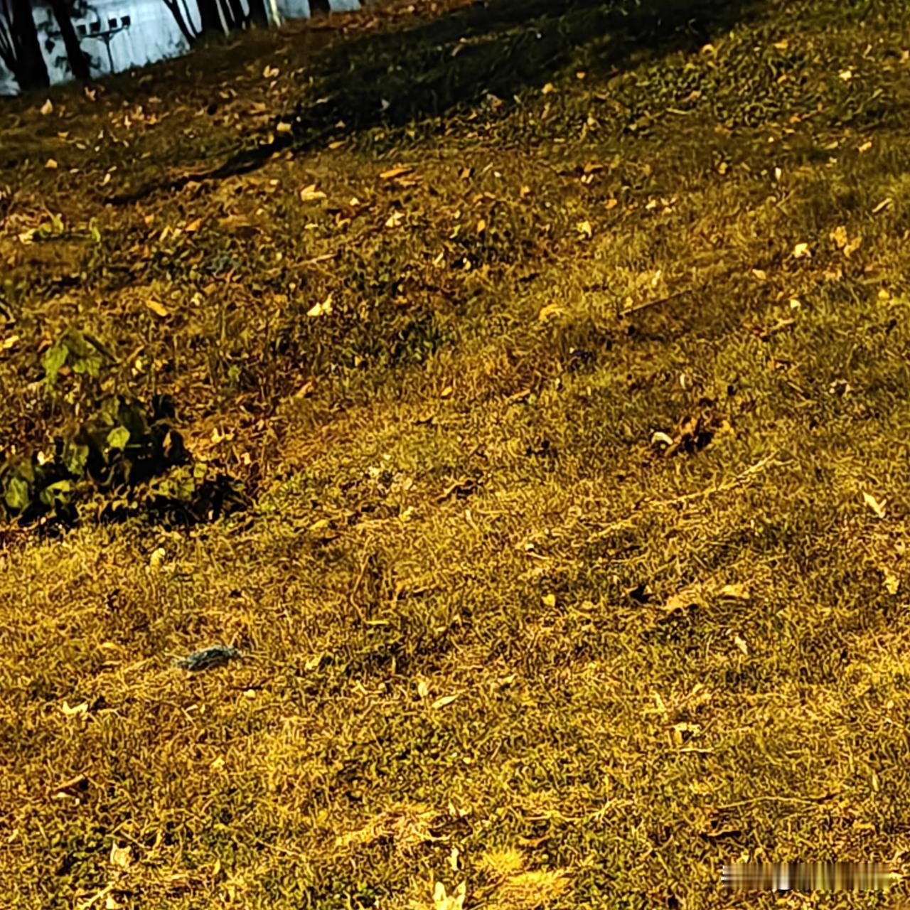 近日，有网络调查显示，市面上销售的九种价格低廉的网购营养土被检测出含有过量的镉、