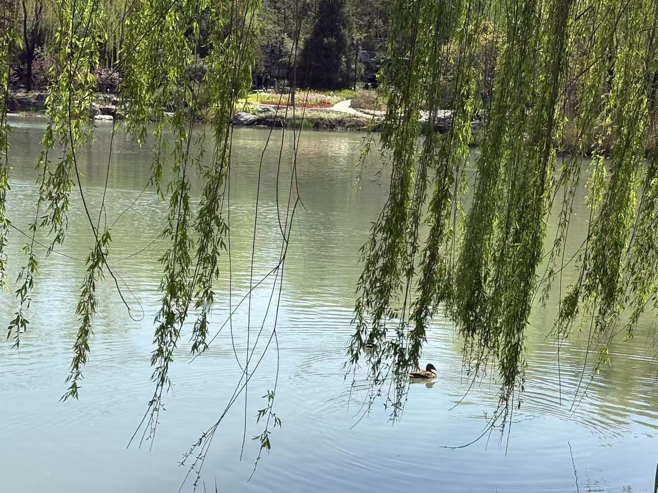 春日生活打卡季 春日里的湖边美景，简直是一场视觉盛宴！就像苏州的金鸡湖，高楼林立