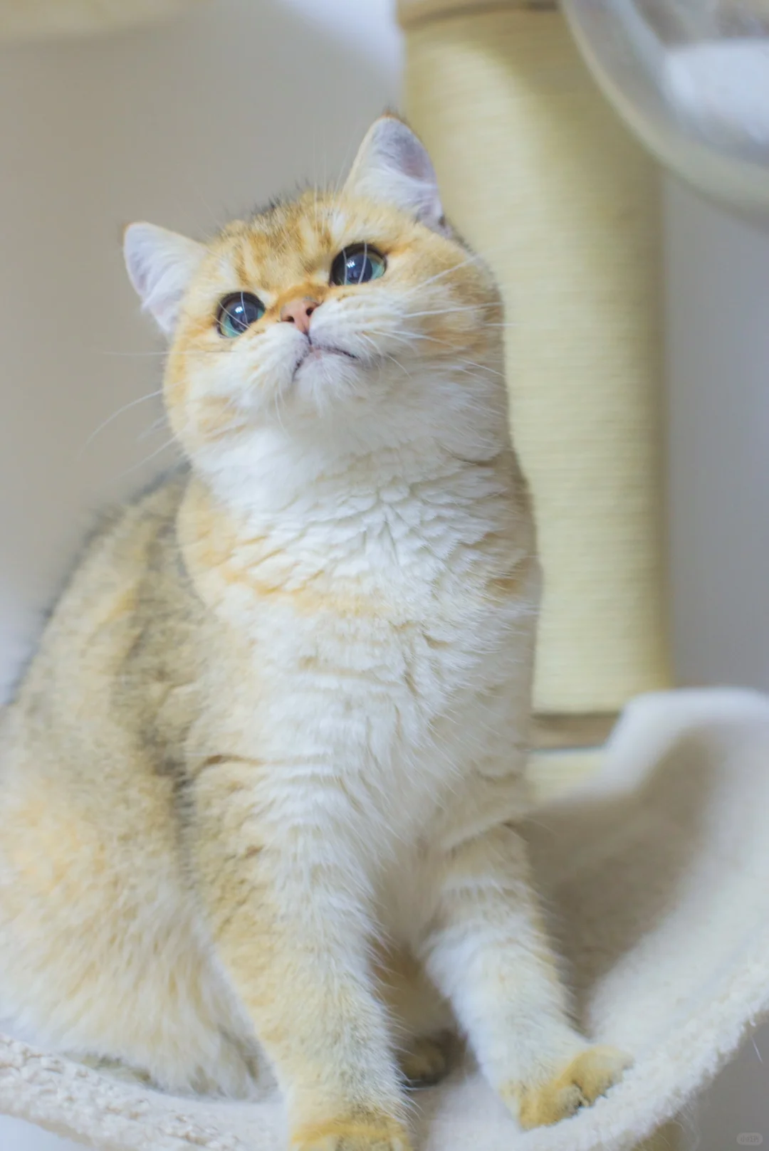 金渐层|现猫猪肚鸡妹妹