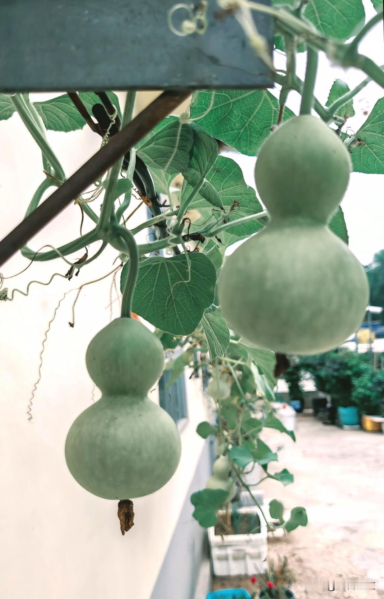 “小小”见其玲珑，“端正”见其精气神。葫芦者，福禄也，形态虽小，却自有一股端方稳
