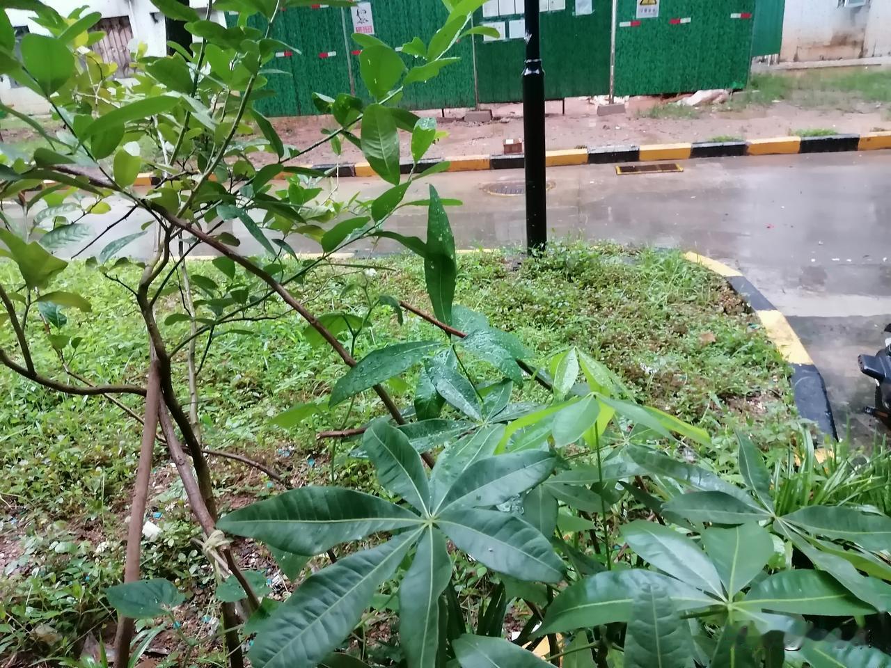 这两天深圳反复下雨，我好几次看到小鸟从我门前树上的窝里飞出去。

我找出一个调料