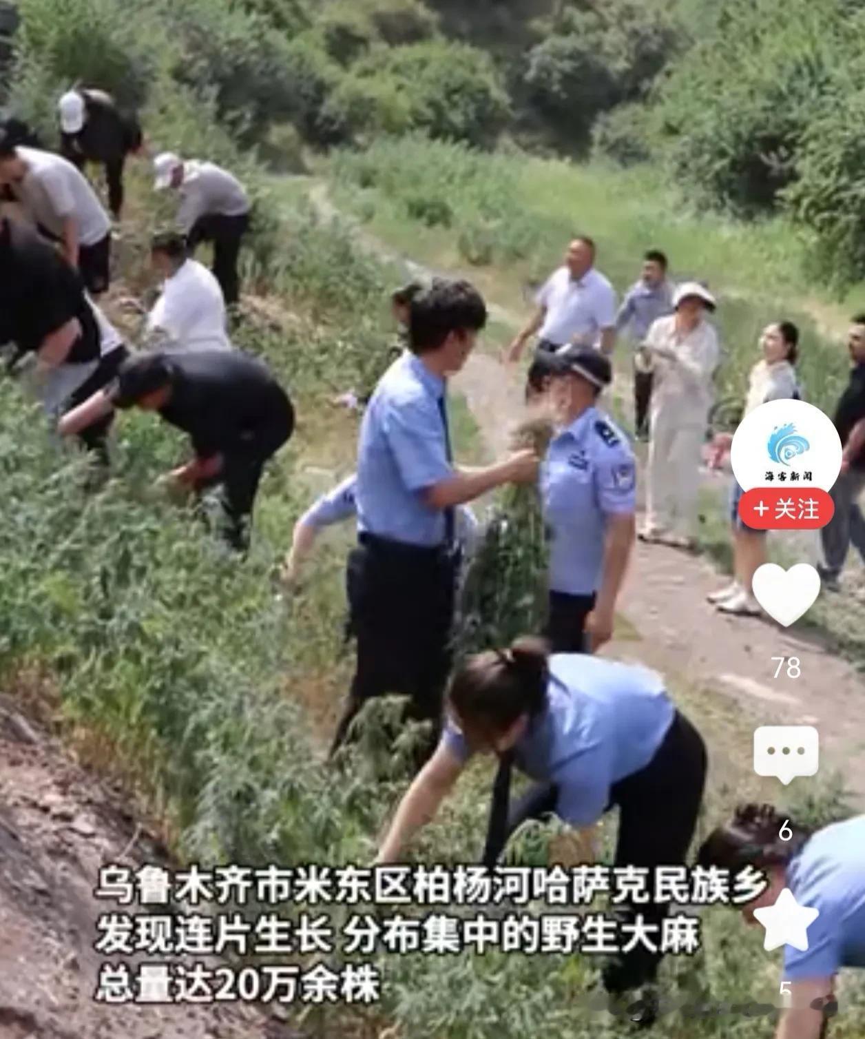 乌鲁木齐打响禁毒阻击战：20万株野生大麻“一株不留”！

近日，新疆乌鲁木齐市米