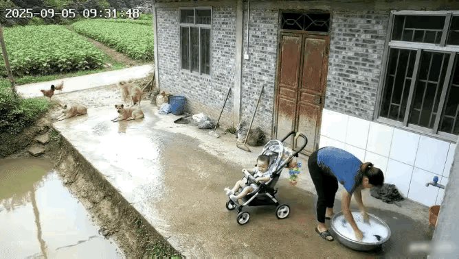 多亏了聪明的狗狗[赞]