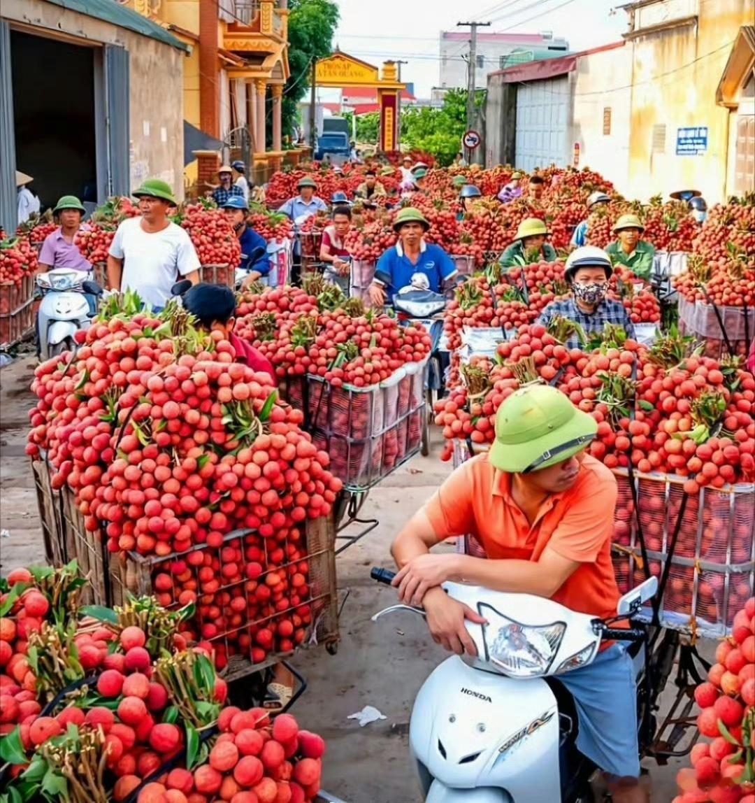 越南人的荔枝，做梦都想卖到中国。