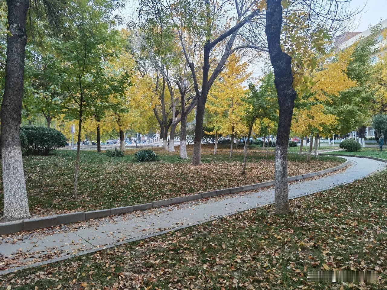 校园秋色美（摄于南开大学八里台校区）