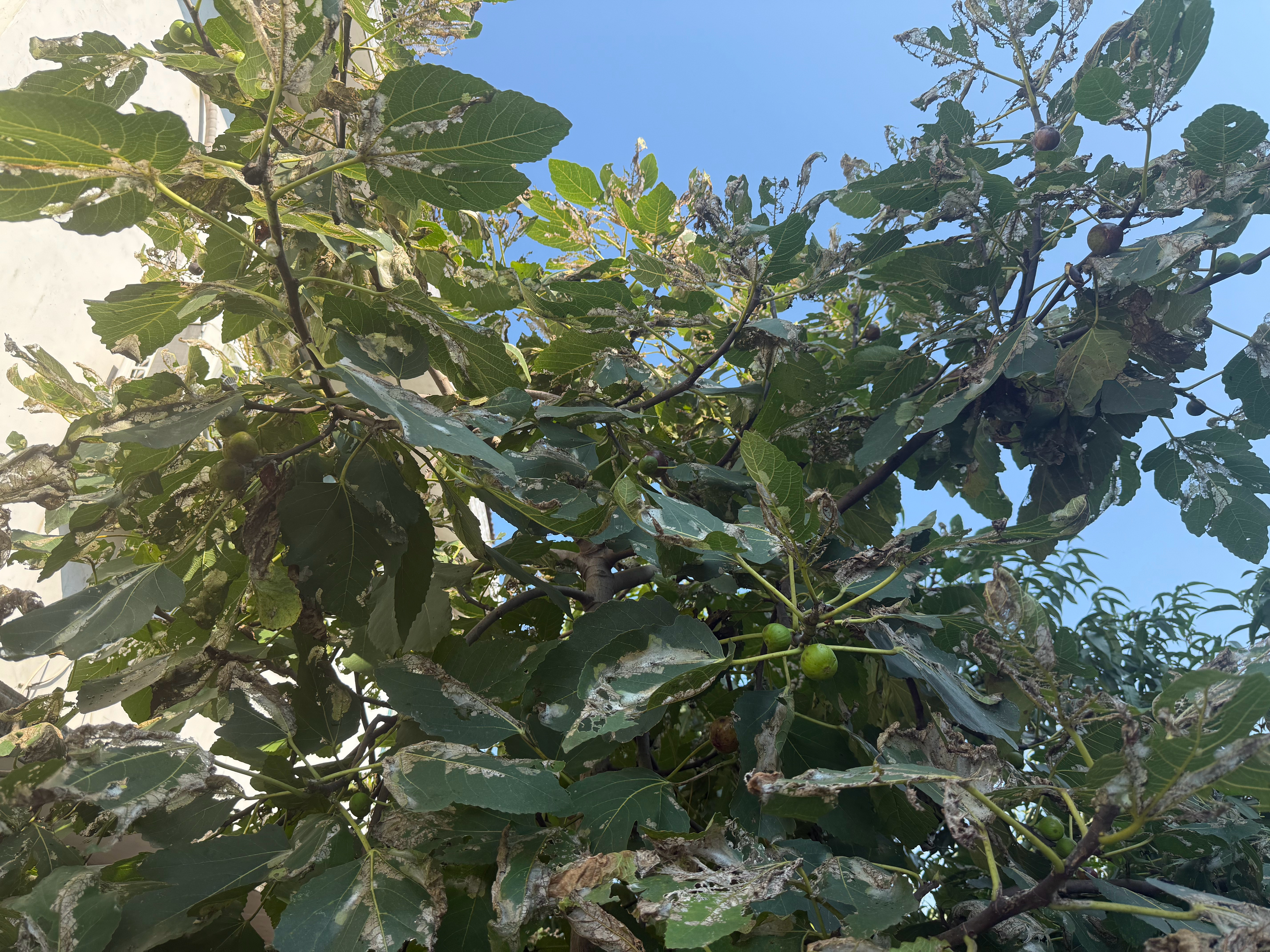 摘无花果咯， ​​​