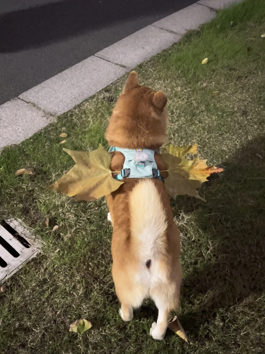 捡秋 本宫的头好痛啊