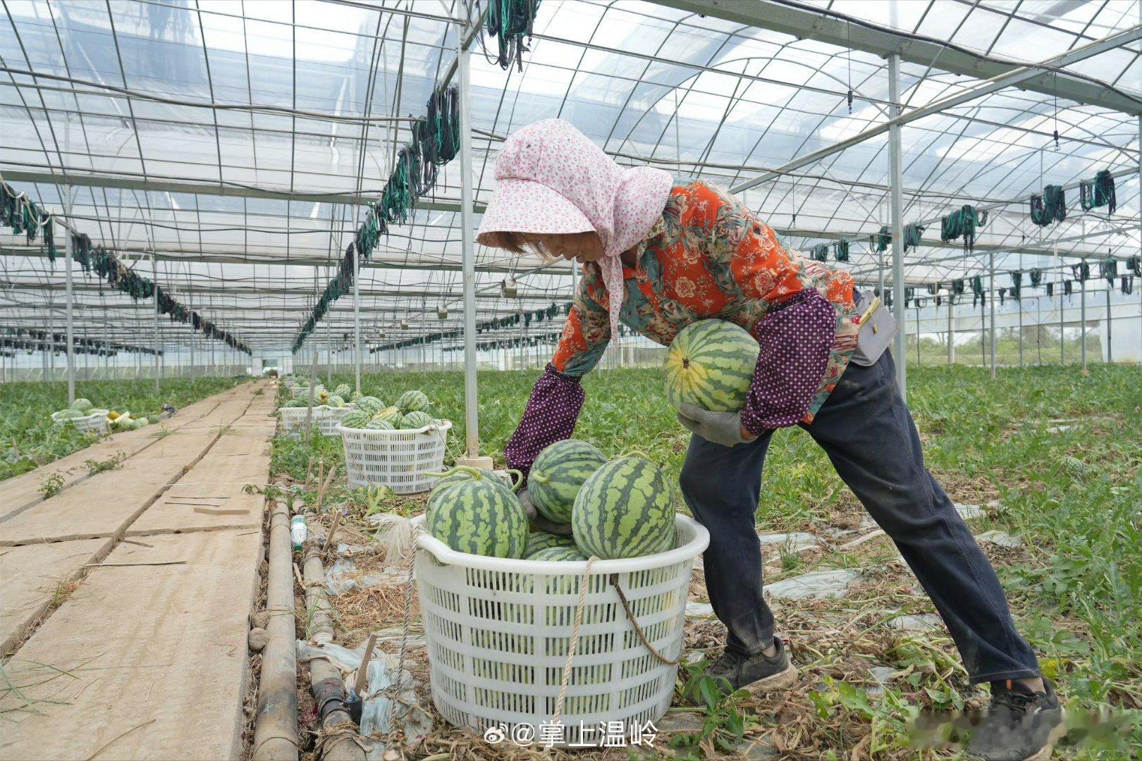 云端种地让台州温岭粮仓超有料从“面朝黄土”到“云端种地”，浙江温岭箬横镇的田间地