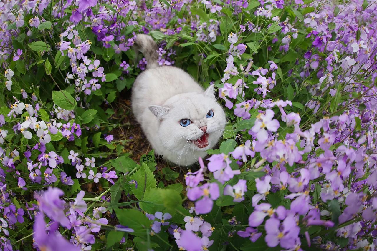 咪：不要影响我和花花的约会，啊呜！😋
【花季拍摄】