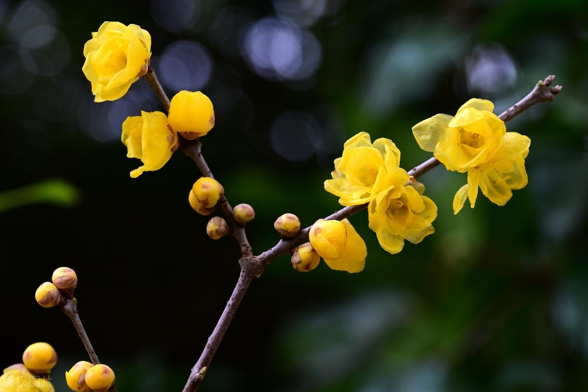 微笑是人类最宝贵的无形资产，能够说成功从微笑开始。如果你能用心利用这种笑的手段，