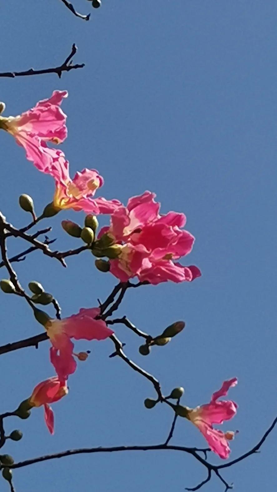 琼瑶小说里的经典语录：
 
爱情表白类
 
- 《又见一帘幽梦》：紫菱说“我有一
