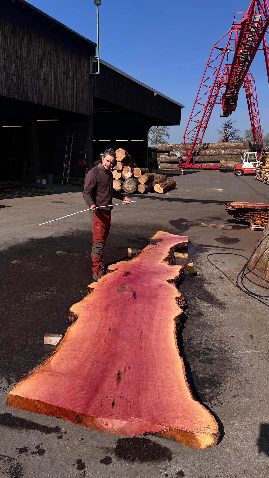 有些树木在被砍伐后会立即变成粉色。它们与空气中的氧气发生反应，颜色会在一段时间内