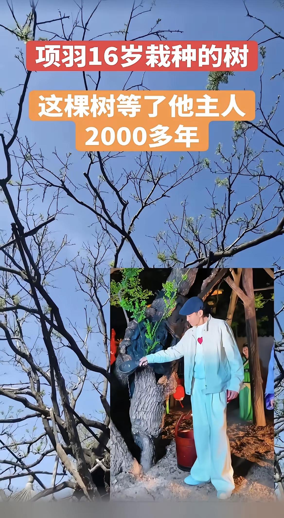 刷到何润东去看项羽当年种下的那棵树，突然鼻子一酸。
 
两千多年的树，主干早就枯