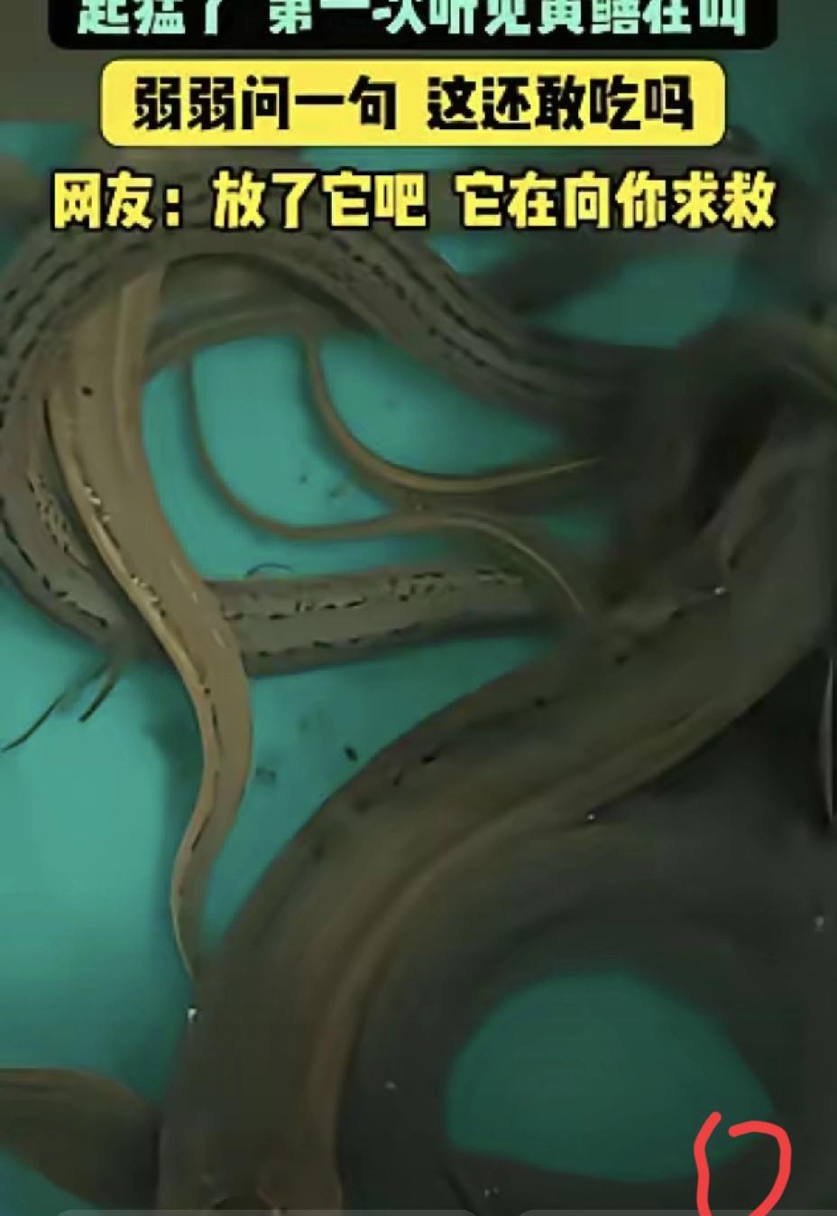 菜刀刚举起，黄鳝竟发出嘤嘤声，这一幕让男子彻底改变了想法
 
江苏一男子捉回黄鳝