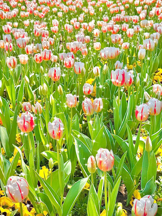 3.19实拍郁金香| 南京的春天真的来了🌷